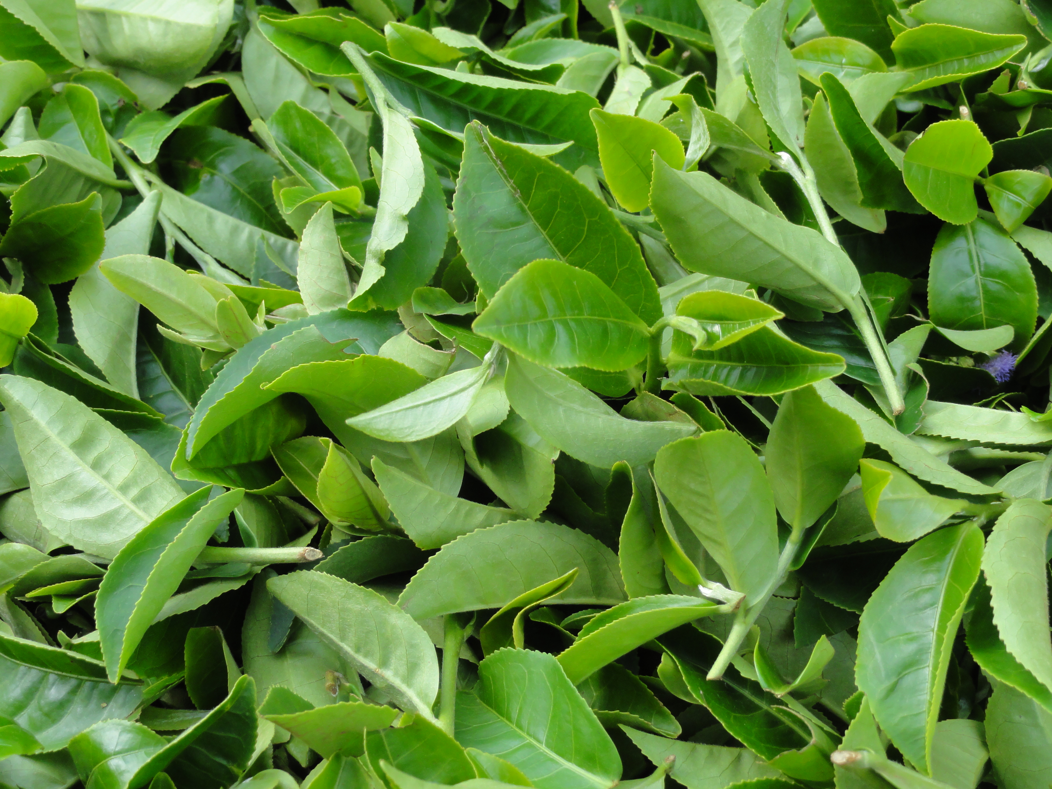 Fresh tea leaves – Hamroni