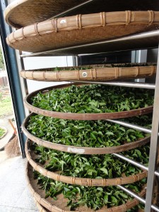 The trays of tea were brought inside the factory to oxidize slowly. Sometimes if the weather is rainy and cold, this process may be sped up by turning on fans or heated fans.