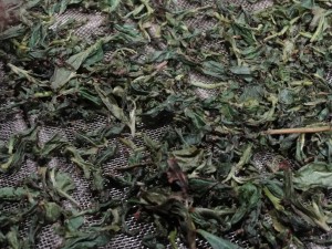This is what the partially rolled tea spread out to dry looked like up close.