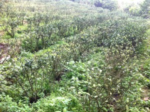Another one of the organic tea farms near SWS. One of the common indicators of an organic tea farm is the presence of a variety of other plants growing between and next to the tea trees.
