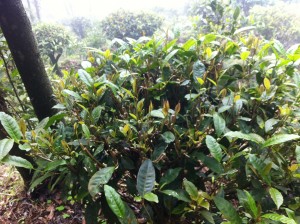 Big leaf spring tea ready to be harvested! The fresh leaves on the tips of the plants are picked to be made into tea.