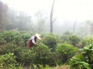On the day that I visited, workers were picking spring tea. According to most farmers that I have spoken with, spring and winter harvests are favored for oolongs. If a field can be harvested in fall or summer, these crops are usually used for black teas.