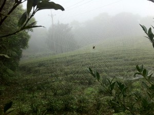 I was told specifically to take this picture of the spider web in the foreground and the tea field in the background (a more traditional shrub-like plot) to emphasize the presence of insects and the lack of pesticide usage.