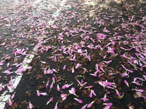Some blossoms on the road near a park that I found while on a morning jog.